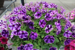 New Vegetative Petunias From California Spring Trials 2017 - Northern Sites