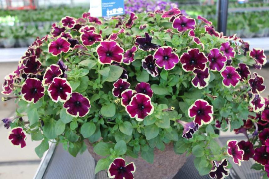 New Vegetative Petunias From California Spring Trials 2017 - Northern Sites