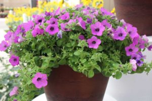 New Vegetative Petunias From California Spring Trials 2017 - Northern Sites