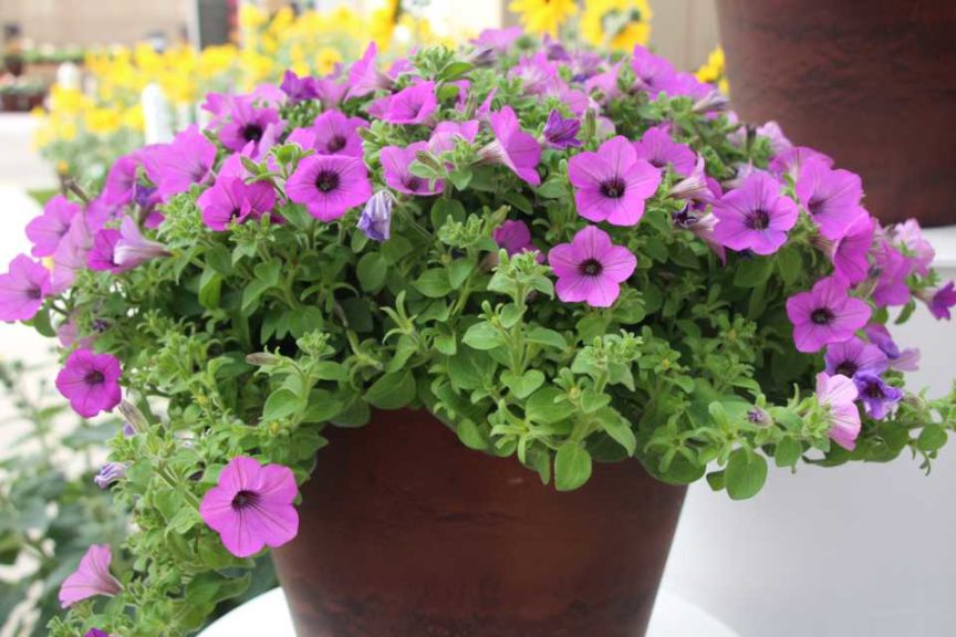 New Vegetative Petunias From California Spring Trials 2017 - Northern Sites