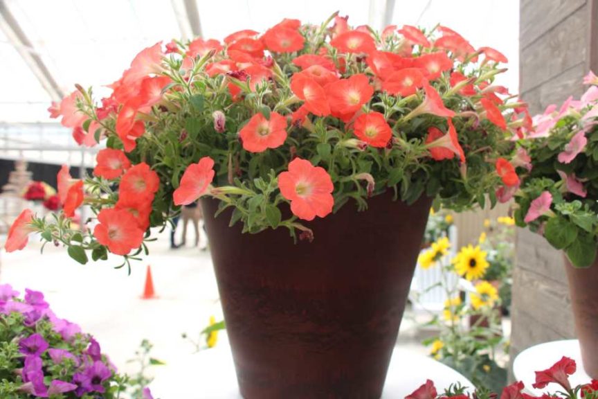 New Vegetative Petunias From California Spring Trials 2017 - Northern Sites