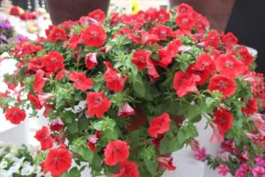 New Vegetative Petunias From California Spring Trials 2017 - Northern Sites