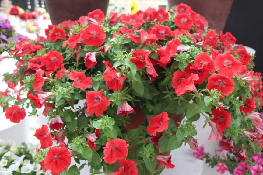 New Vegetative Petunias From California Spring Trials 2017 - Northern Sites