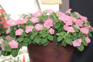 New Vegetative Petunias From California Spring Trials 2017 - Northern Sites