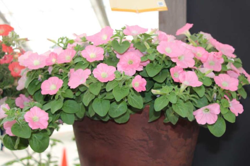 New Vegetative Petunias From California Spring Trials 2017 - Northern Sites