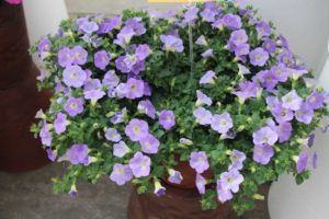 New Vegetative Petunias From California Spring Trials 2017 - Northern Sites