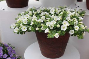 New Vegetative Petunias From California Spring Trials 2017 - Northern Sites