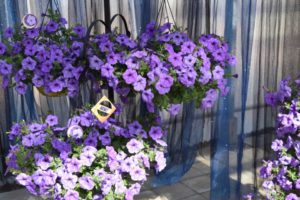 California Spring Trials - Day Three