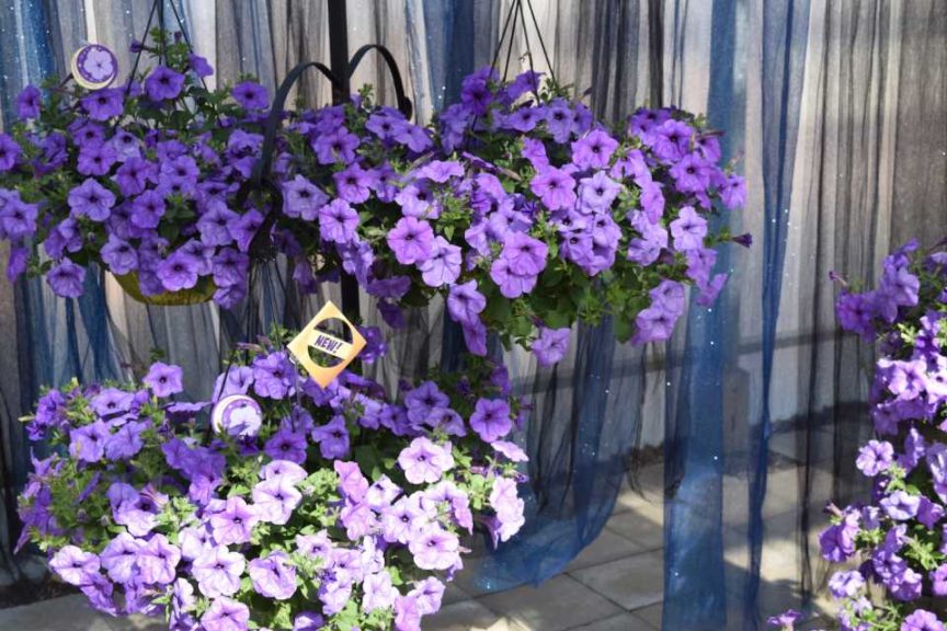 California Spring Trials - Day Three