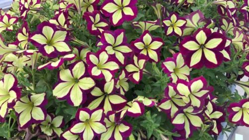 Dr. A’s Day Three Picks for CAST 2017