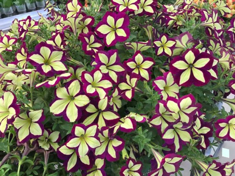 California Spring Trials - Day Three