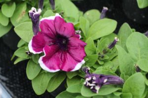Petunia Limbo GP 