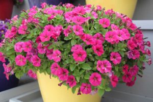New Vegetative Petunias From California Spring Trials 2017 - Northern Sites