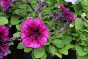 Day 2 - California Spring Trials 2017