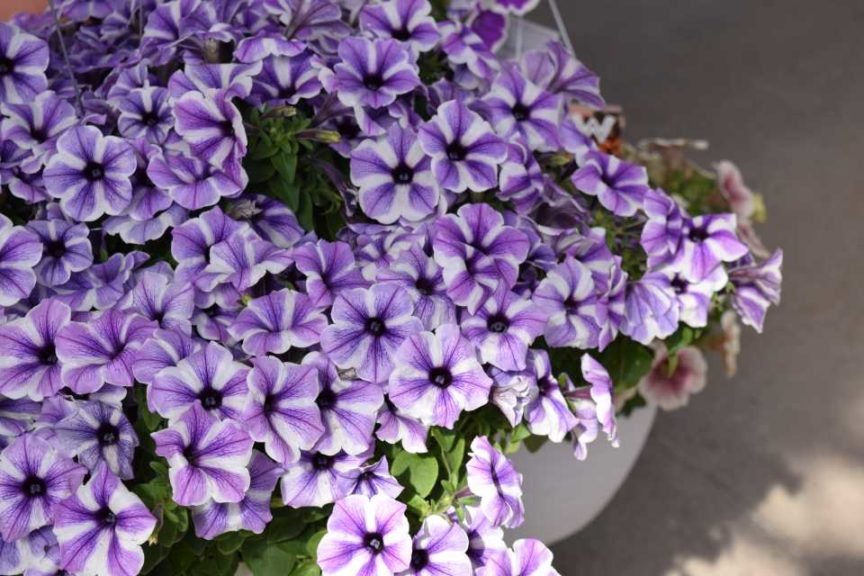 California Spring Trials 2017 - Day Four