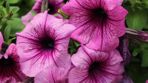 41 New Vegetative Petunias From California Spring Trials 2017: Northern Sites