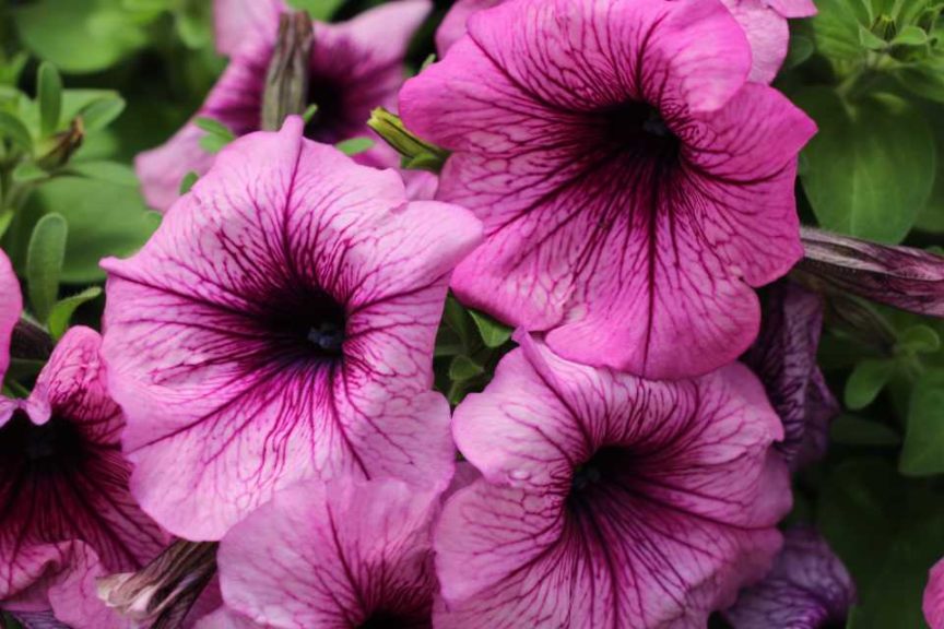 New Vegetative Petunias From California Spring Trials 2017 - Northern Sites
