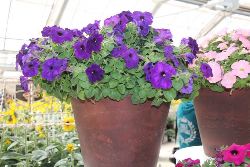 New Vegetative Petunias From California Spring Trials 2017 - Northern Sites