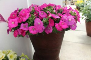 New Vegetative Petunias From California Spring Trials 2017 - Northern Sites