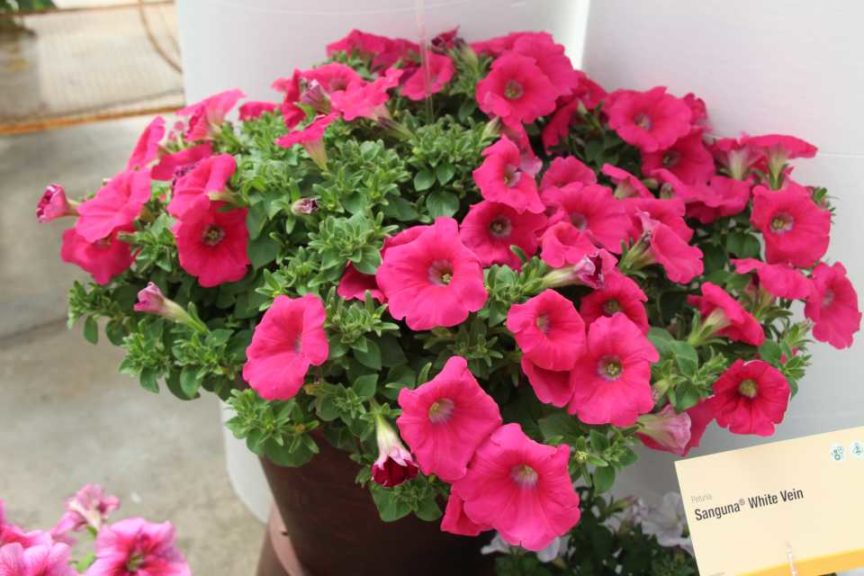 New Vegetative Petunias From California Spring Trials 2017 - Northern Sites