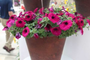 New Vegetative Petunias From California Spring Trials 2017 - Northern Sites