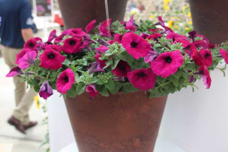 New Vegetative Petunias From California Spring Trials 2017 - Northern Sites