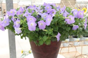 New Vegetative Petunias From California Spring Trials 2017 - Northern Sites