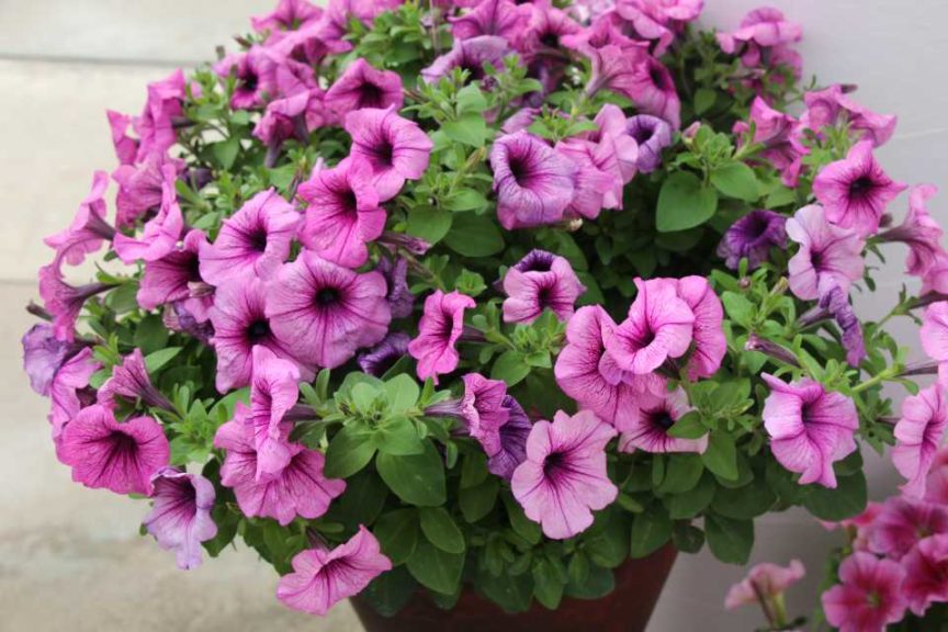 New Vegetative Petunias From California Spring Trials 2017 - Northern Sites