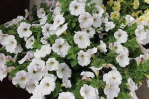 New Vegetative Petunias From California Spring Trials 2017 - Northern Sites