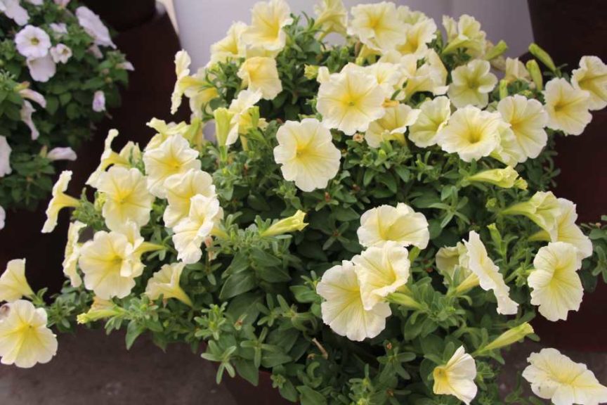 New Vegetative Petunias From California Spring Trials 2017 - Northern Sites