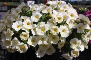 New Vegetative Petunias From California Spring Trials 2017 - Northern Sites