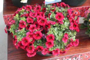 New Vegetative Petunias From California Spring Trials 2017 - Northern Sites