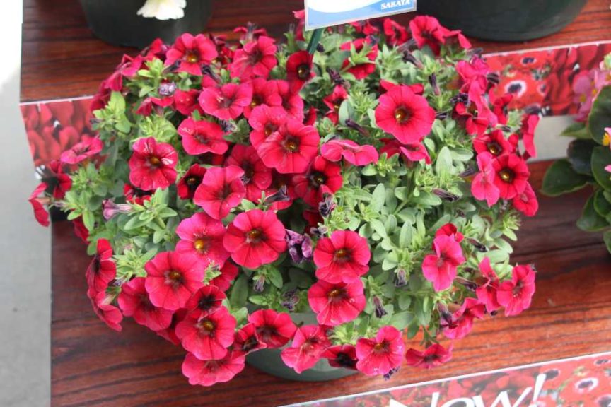New Vegetative Petunias From California Spring Trials 2017 - Northern Sites