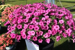 New Vegetative Petunias From California Spring Trials 2017 - Northern Sites