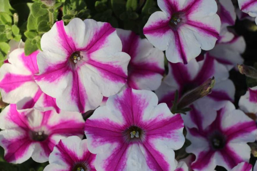 New Vegetative Petunias From California Spring Trials 2017 - Northern Sites