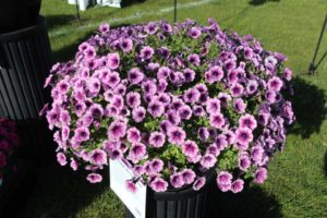 New Vegetative Petunias From California Spring Trials 2017 - Northern Sites