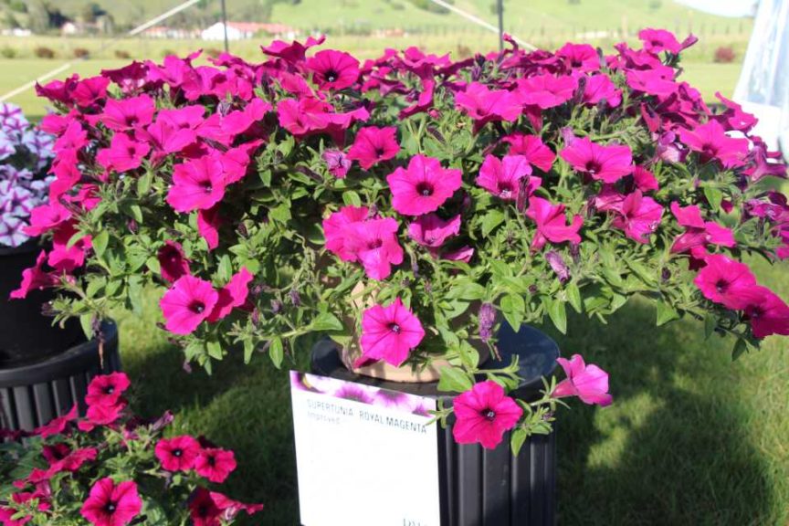 New Vegetative Petunias From California Spring Trials 2017 - Northern Sites