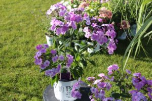 Day 1 - California Spring Trials 2017