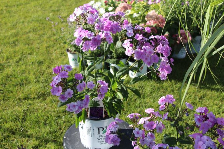 Day 1 - California Spring Trials 2017