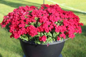 Day 1 - California Spring Trials 2017