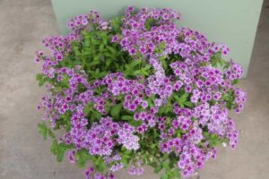 CAST 2017: Green Fuse Botanicals and Floranova