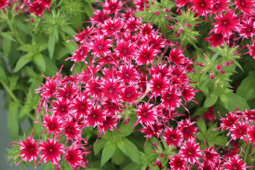 CAST 2017: Green Fuse Botanicals and Floranova