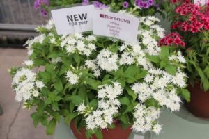 CAST 2017: Green Fuse Botanicals and Floranova