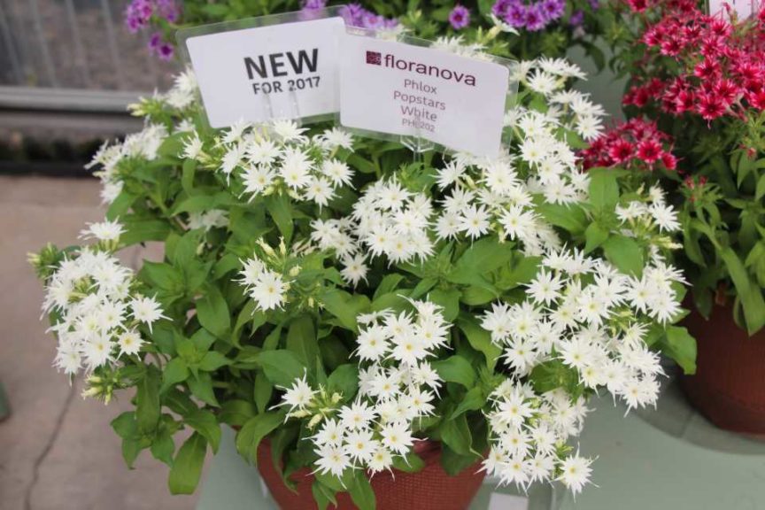 CAST 2017: Green Fuse Botanicals and Floranova