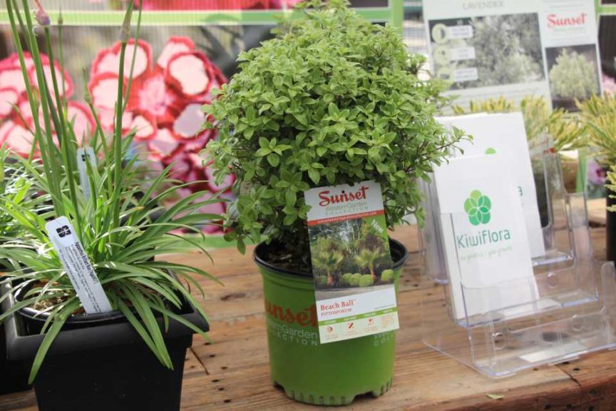 Day Four - California Spring Trials 2017