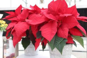 Day 1 - California Spring Trials 2017