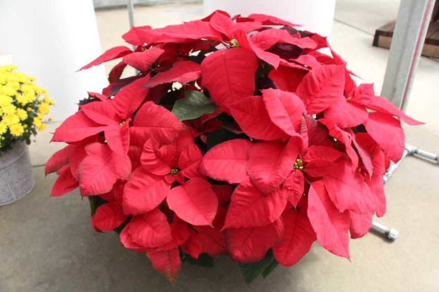 Day 1 - California Spring Trials 2017