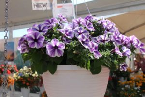 Day Four - California Spring Trials 2017