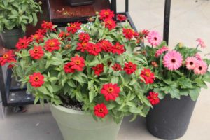 California Spring Trials: Day Three