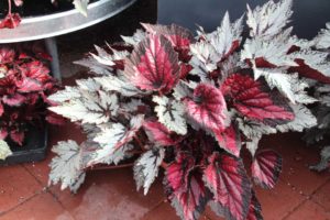 CAST 2017: Green Fuse Botanicals and Floranova